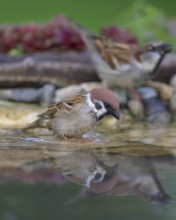 Tree sparrow (Passer montanus), with house sparrow (Passer domesticus), drinking, biosphere