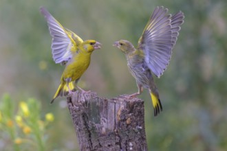 Greenfinch (Chloris chloris), arguing, biosphere reserve, Swabian Alb, Baden-Württemberg, Germany