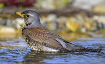 Juniper thrush (Turdus pilaris), bathing, biosphere reserve, Swabian Alb, Baden-Württemberg,