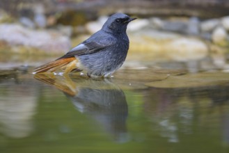 Black redstart (Phoenicurus ochruros), male bathing, biosphere reserve, Swabian Alb,