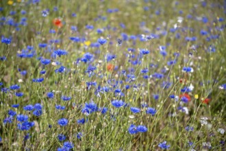 Blumenwiese, Bienenweide, Bienenfutterwiese, Schmetterlingswiese, Mohnblumen, Kornblumen,