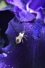 Iris with a bug, June, Germany