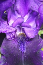Magnificent iris, June, Germany