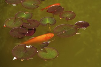 Water lily pond with goldfish, Germany