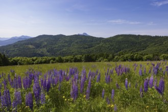 Lupines, Lupinus, Large-leaved lupin, Lupine meadow on the high alpine pasture in Mondseeland,