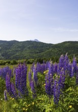 Lupines, Lupinus, Large-leaved lupin, Lupine meadow on the high alpine pasture in Mondseeland,