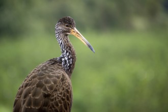 Portrait of a Wattled Crane (Aramus guarauna) in the Reserva Ecologica Ciudad Universitaria