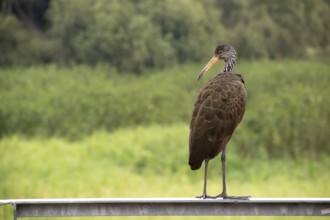 Wattled crane (Aramus guarauna) in the nature reserve Reserva Ecologica Ciudad Universitaria
