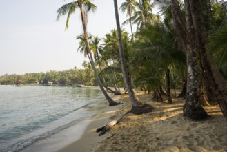 Sandy beach beach with coconut palms, Ao Noi Beach, Koh Kood, Koh Kut, Gulf of Thailand, Thailand