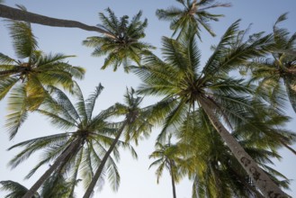 Coconut palms, Ao Noi Beach, Koh Kood, Koh Kut, Gulf of Thailand, Thailand