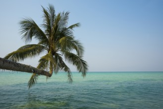 Sandy beach beach with coconut palms, Khlong Chao Beach, Koh Kood, Koh Kut, Gulf of Thailand,