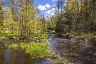 River with flowing water in a lush deciduous forest on a beautiful sunny summer day