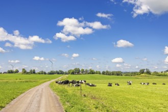 Gravel road in the countryside with grazing dairy cows on a grass meadow in a beautiful idyllic