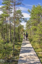 Group of hikers walking on a long straight wooden walkway in a pine forest a sunny summer day,