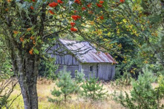 Old wooden barn built of logs at the edge of the forest by a rowan tree with red berries on its