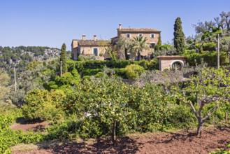 Lemons and oranges orchard at a farm on the spanish countryside a sunny summer day with a clear