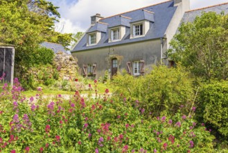 Old house with flowering garden flowers on the french countryside a summer day, Crozon peninsula,