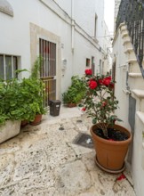 Narrow street with flower-pots in Locorotondo, Apulia - Puglia, Italy
