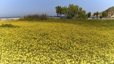 Large flower field with trees on the shore on a sunny day, Lambi Beach, Lambi Bay, Patmos,