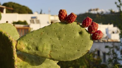 Large cactus with red fruits in the foreground, Mediterranean buildings in the background, Livadi