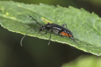 Strangalia nigra (Strangalla nigra) with long antennae on a leaf at the edge, Baden-Württemberg,