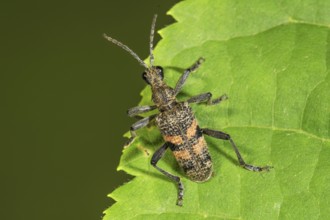 Shot pincer buck (Rhagium inquisitor) sitting on the edge of a green leaf, Baden-Württemberg,