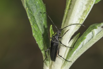 Strangalia nigra (Strangalla nigra) crawling on a plant shoot, Baden-Württemberg, Germany