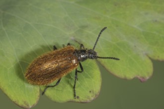 Woolly beetle (Lagria hirta) with black antennae on green leaf, Baden-Württemberg, Germany