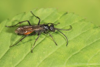 Wasp (Anoplius infuscatus) resting on a green leaf, detailed insect image, Baden-Württemberg,