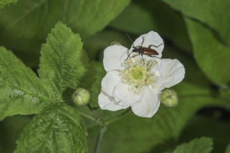 Common narrow-winged ram (Strangalia melanura) on a white flower of the creeping rose (Rosa