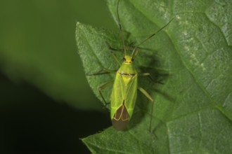 Soft bug (Calocoris affinis) on a leaf in close-up, natural environment, Baden-Württemberg, Germany