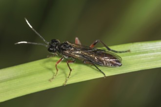 Ichneumonid wasp (Ichneumonidae sp.) with black wings on a plant stem in close-up,