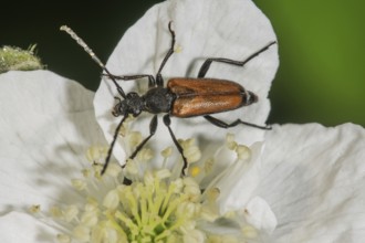 Common narrow-winged tick, male (Strangalia melanura) on a flower of creeping rose (Rosa arvensis)