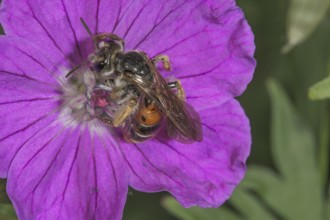 Knautia sand bee (Andrea hattorfiana) on Bloody cranesbill (Geranium sanguineum), detailed