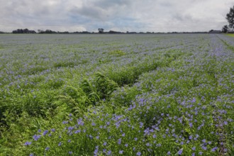 Flax field, blue flax, seed flax, common flax, flax (Linum usitatissimum), Province of Groningen,