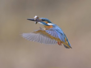 Kingfisher (Alcedo atthis), in flight with fish in its beak, Lechauen, Bavaria, Germany