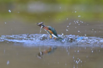 Kingfisher (Alcedo atthis), taking off from the water with a fish in its beak, Lechauen, Bavaria,