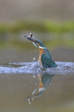 Kingfisher (Alcedo atthis), taking off from the water with a fish in its beak, Lechauen, Bavaria,