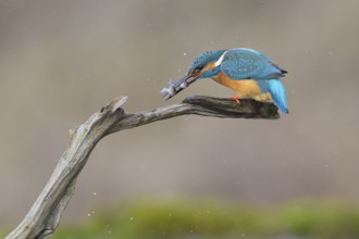 Kingfisher (Alcedo atthis), kills two fish caught at its lookout, Lechauen, Bavaria, Germany