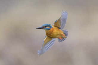 Kingfisher (Alcedo atthis), in flight, Lechauen, Bavaria, Germany