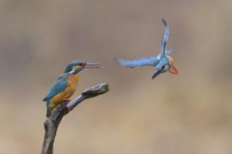 Kingfisher (Alcedo atthis), mating breeding pair, Lechauen, Bavaria, Germany