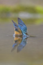 Kingfisher (Alcedo atthis), diving into the water, Lechauen, Bavaria