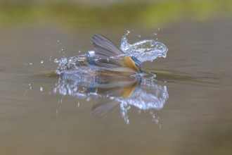 Kingfisher (Alcedo atthis), diving into the water, Lechauen, Bavaria