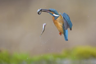 Kingfisher (Alcedo atthis), loses one of two fish caught, Lechauen, Bavaria, Germany