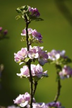 Apple blossom in May, Germany