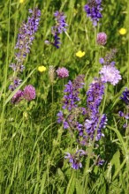 Picturesque meadow in spring, Germany