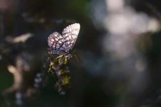 Lattice clamp, May, Germany