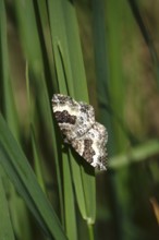 Bedstraw moth on a plant, Germany