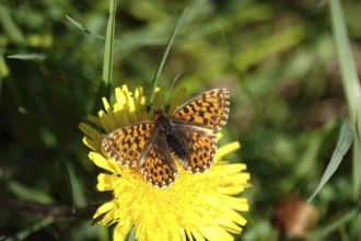Pearl-bordered moth in a meadow in spring, Germany