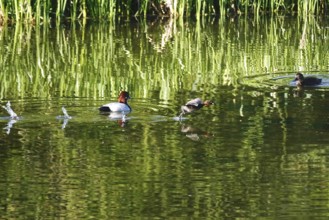 Pochards on a lake, spring, Germany
